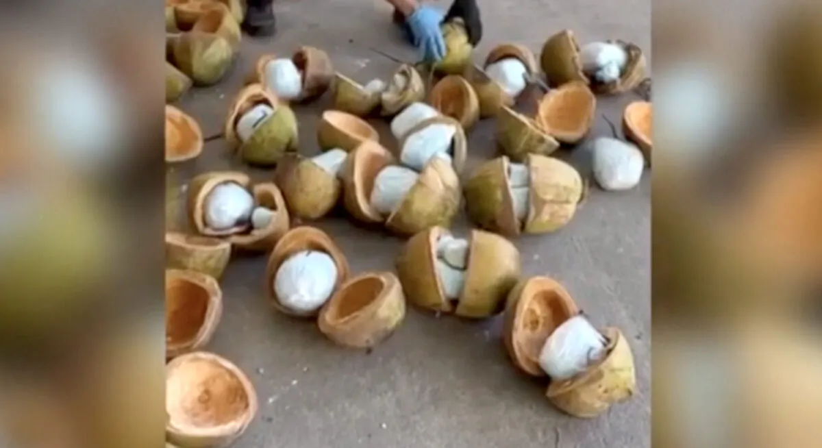 Coconuts filled with fentanyl seized by Mexican authorities in Puerto Libertad, Mexico, on Dec. 1, 2022, in a still from video. (Prosecutor General's Office of Mexico via AP/Screenshot via The Epoch Times)