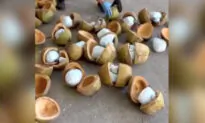 Mexican Police Find 660 Pounds of Fentanyl in Coconuts