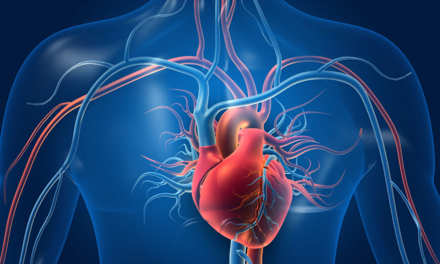 La circulation microvasculaire cardiaque joue un rôle important dans de nombreuses maladies cardiaques. (Shutterstock)