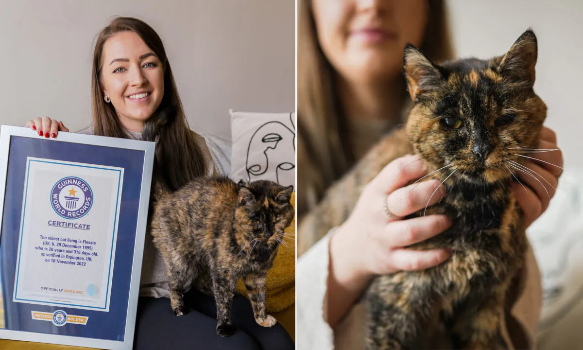 (Courtesy of Cats Protection via Guinness World Records)