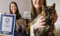Oldest Living Cat ‘Flossie’ Earns Guinness World Record at 26, Which Is Equal to 120 Human Years