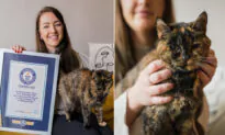 Oldest Living Cat ‘Flossie’ Earns Guinness World Record at 26, Which Is Equal to 120 Human Years