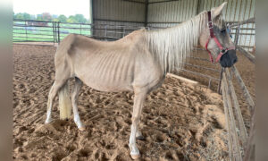 Severely Emaciated Mare Undergoes Incredible Transformation After Being Rescued and Is Ready to Be Adopted