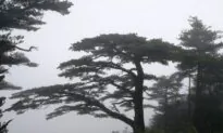 HK University Study Finds Older Trees Are More Drought Resistant