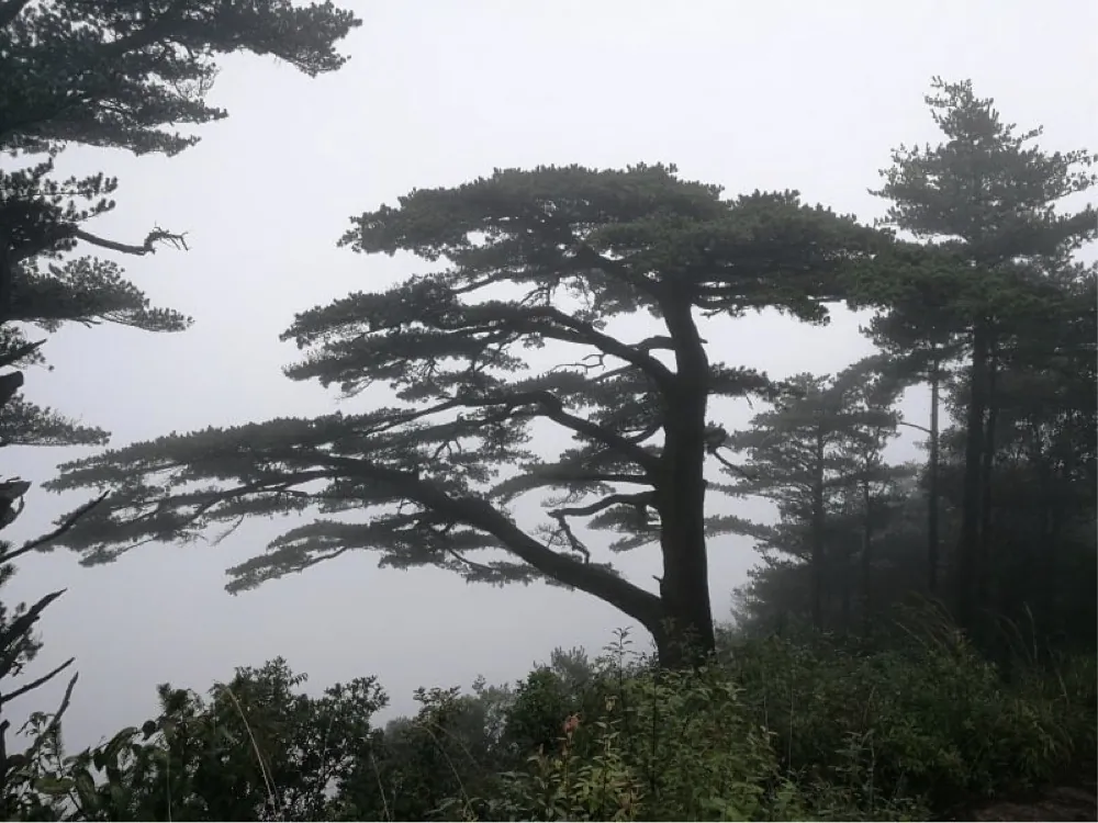 A joint study by the University of Hong Kong and Indiana University found that older trees have exceptional drought tolerance and carbon storage capacity. (Courtesy of Dr. Jinbao Li)