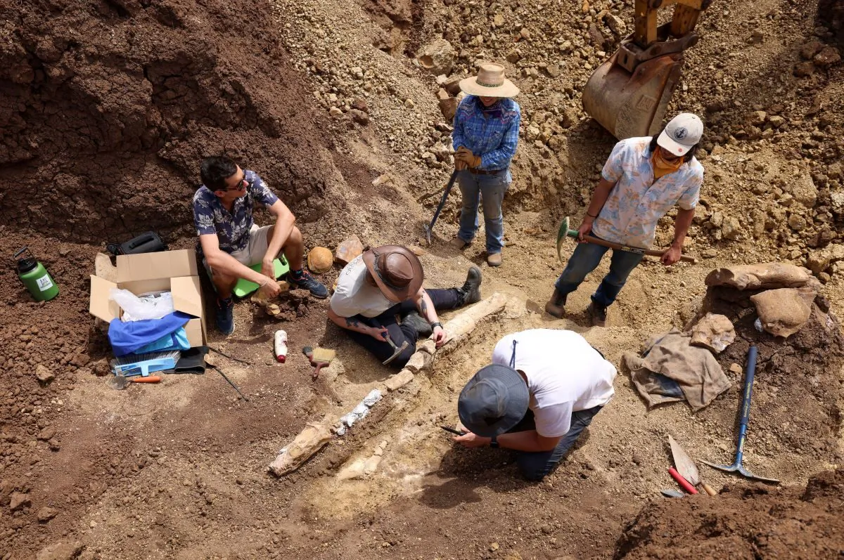 A supplied undated image obtained obtained Wednesday, December 7, 2022 shows the excavation of a 100-million-year-old long-necked marine reptile in Western Queensland. A rare marine fossil has been discovered at an outback Queensland station by three amateur palaeontologists. (AAP Image/Supplied by Queensland Museum)