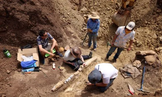 New Marine Fossil Found in Outback Queensland