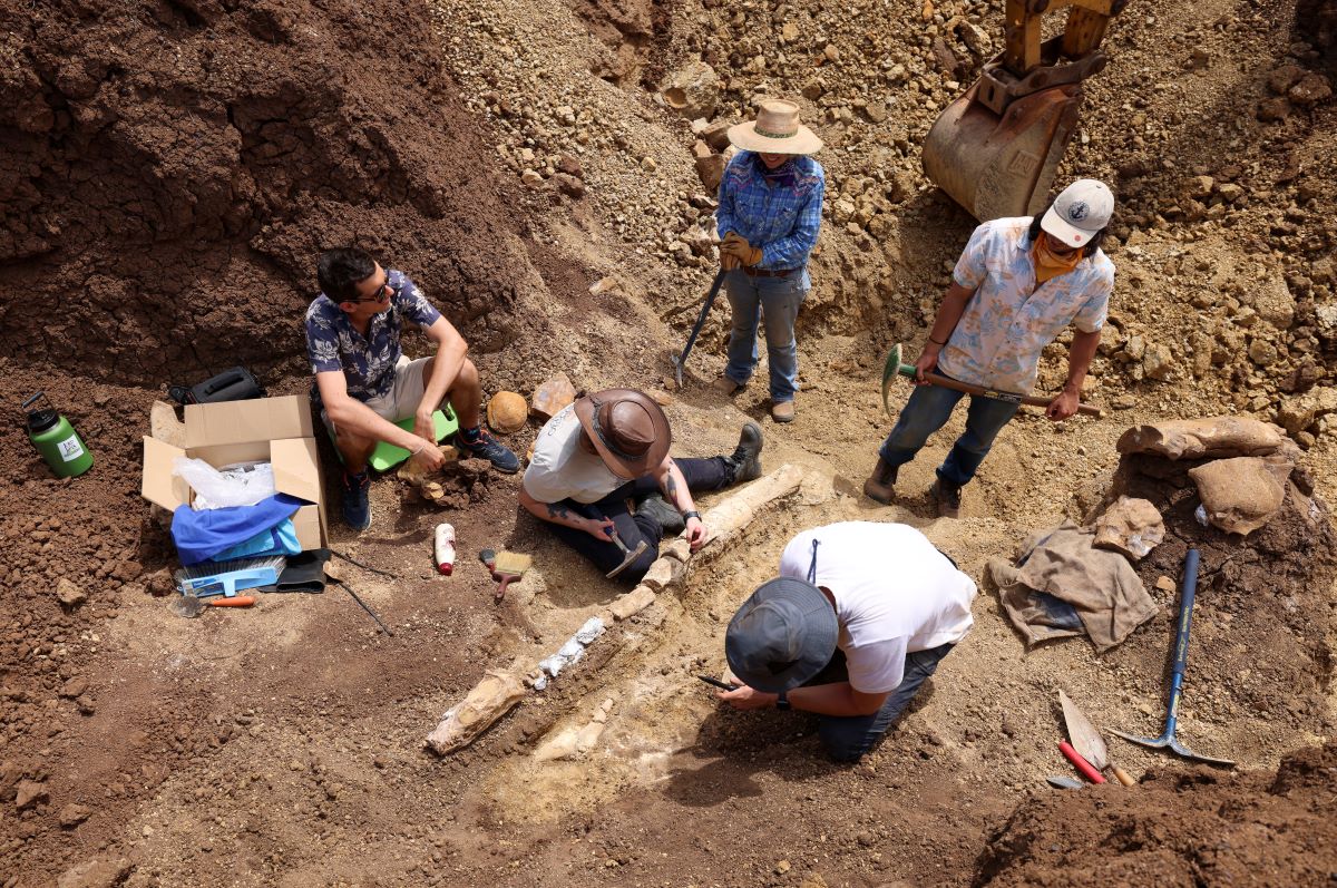 New Marine Fossil Found in Outback Queensland - Vimarsana News