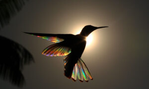 Winged Prism: Award-Winning Photos of Hummingbirds and Their Rainbow-Like Wings
