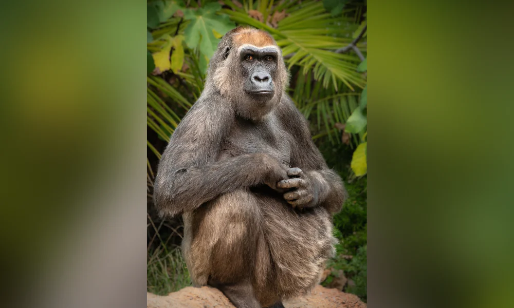 A file photo of Evelyn taken in the Los Angeles Zoo. (Courtesy of the Los Angeles Zoo)