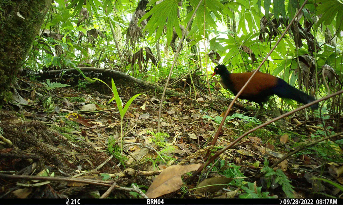 (Courtesy of Doka Nason/American Bird Conservancy)