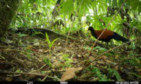 VIDEO: Exotic Multi-Colored Pigeon Caught on Camera for the First Time in 140 Years in Papua New Guinea