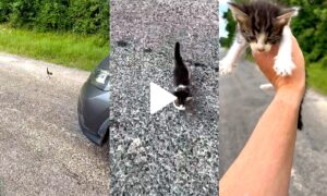Man Saving a Stranded Kitten Gets Ambushed by a Group of Them
