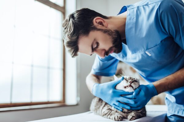 vet examining cat's teeth