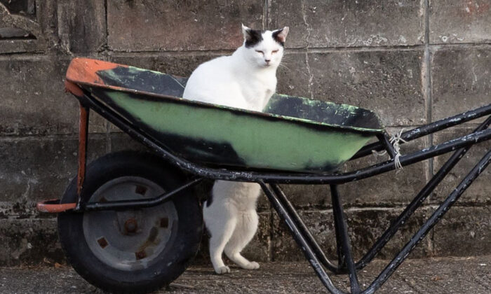 Photographer’s Timely Shots Capture the Goofy Shenanigans of Street Cats in Japan