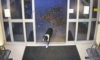 VIDEO: ‘Clever’ Border Collie Hands Herself In at a Local Police Station After She Goes Missing