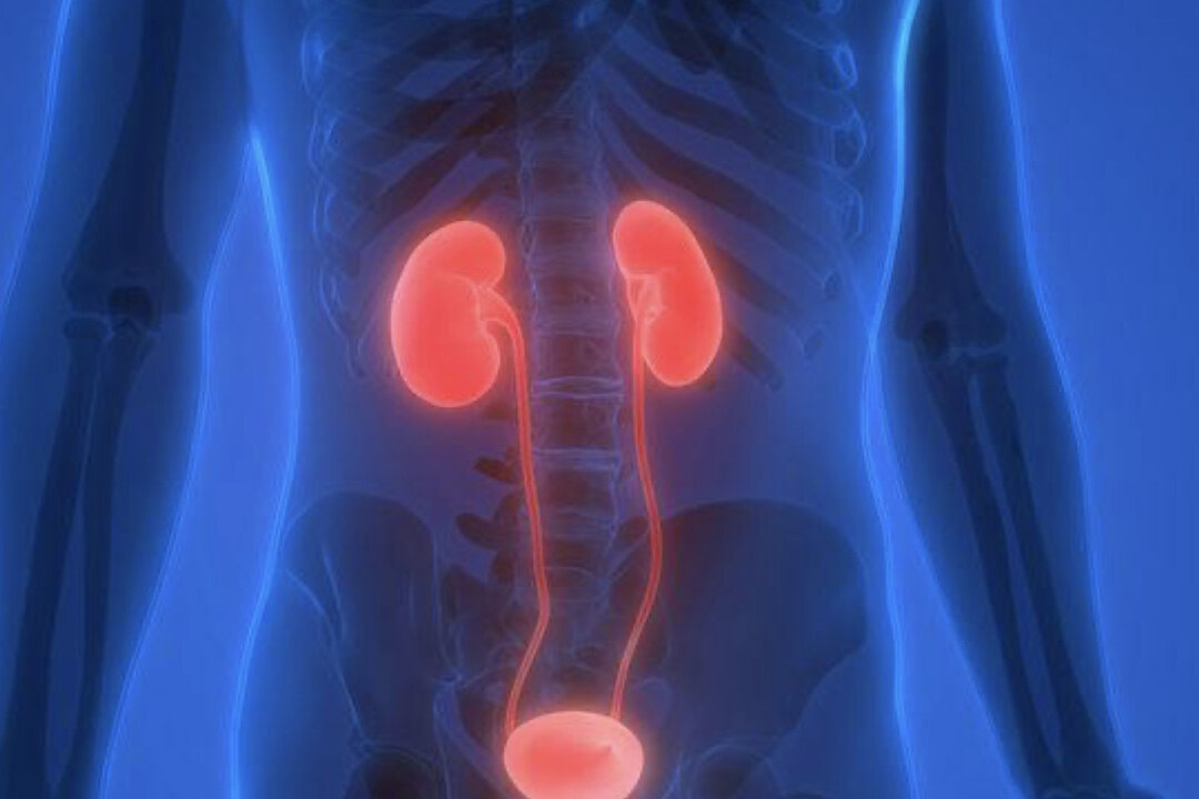 Jonathan Liu, a professor at Georgian College in Canada, pointed out that 10 symptoms such as foamy urine and frequent urination at night are warning signs of kidney disease. (Shutterstock)