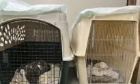 3 Bald Eagles Die, 10 Sick After Eating Euthanized Animals