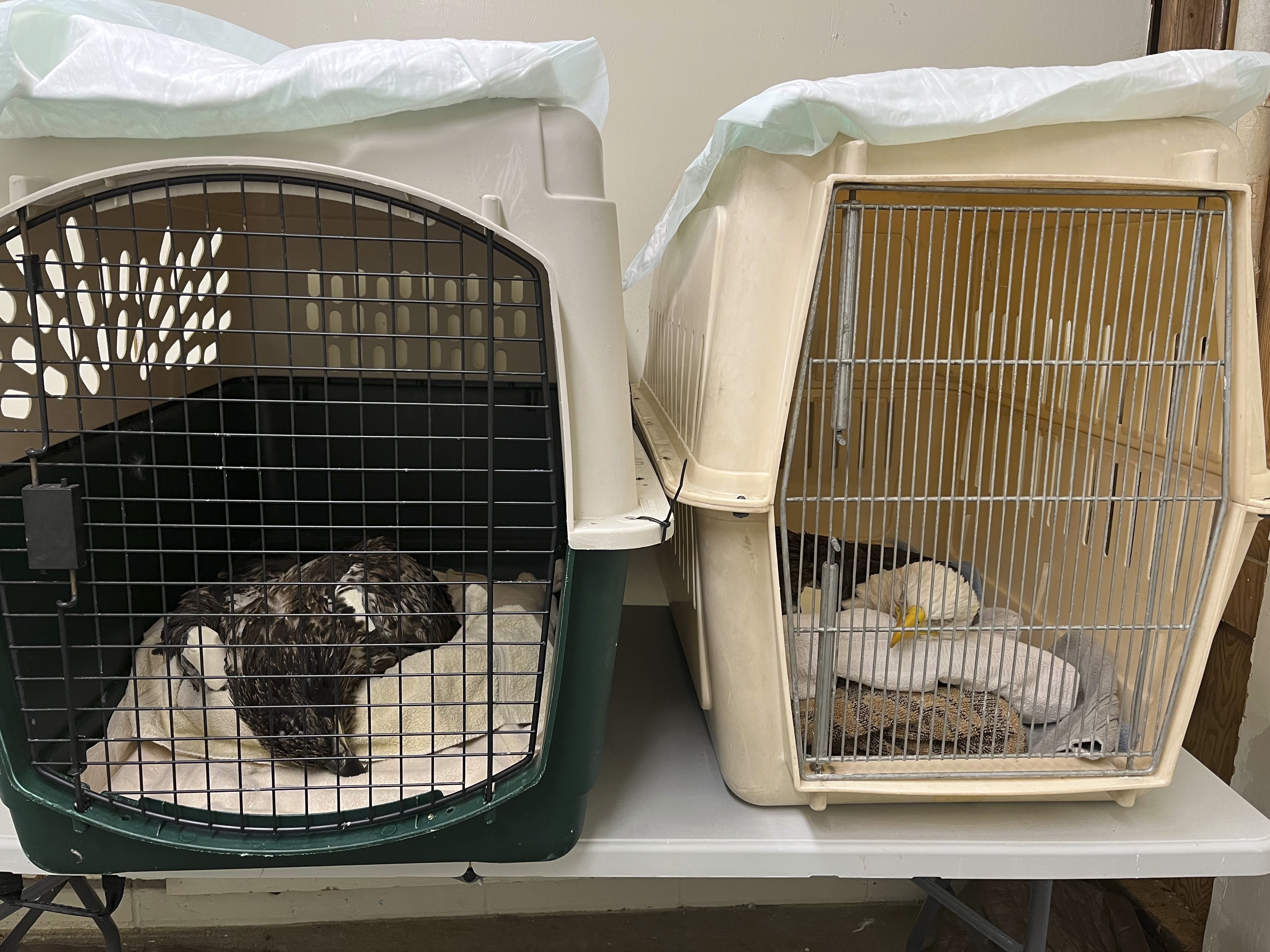 3 Bald Eagles Die, 10 Sick After Eating Euthanized Animals - Vimarsana News