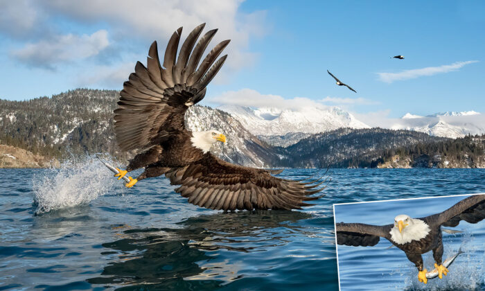 PHOTOS: Bird Photographer Captures Bald Eagles Hunting Fish From Alaskan Seas