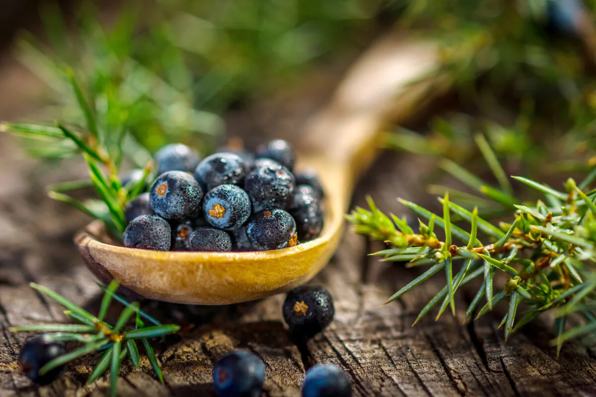 Juniper berries can add a wintery taste to some of your favorite foods. (Kuhar/Dreamstime/TNS)