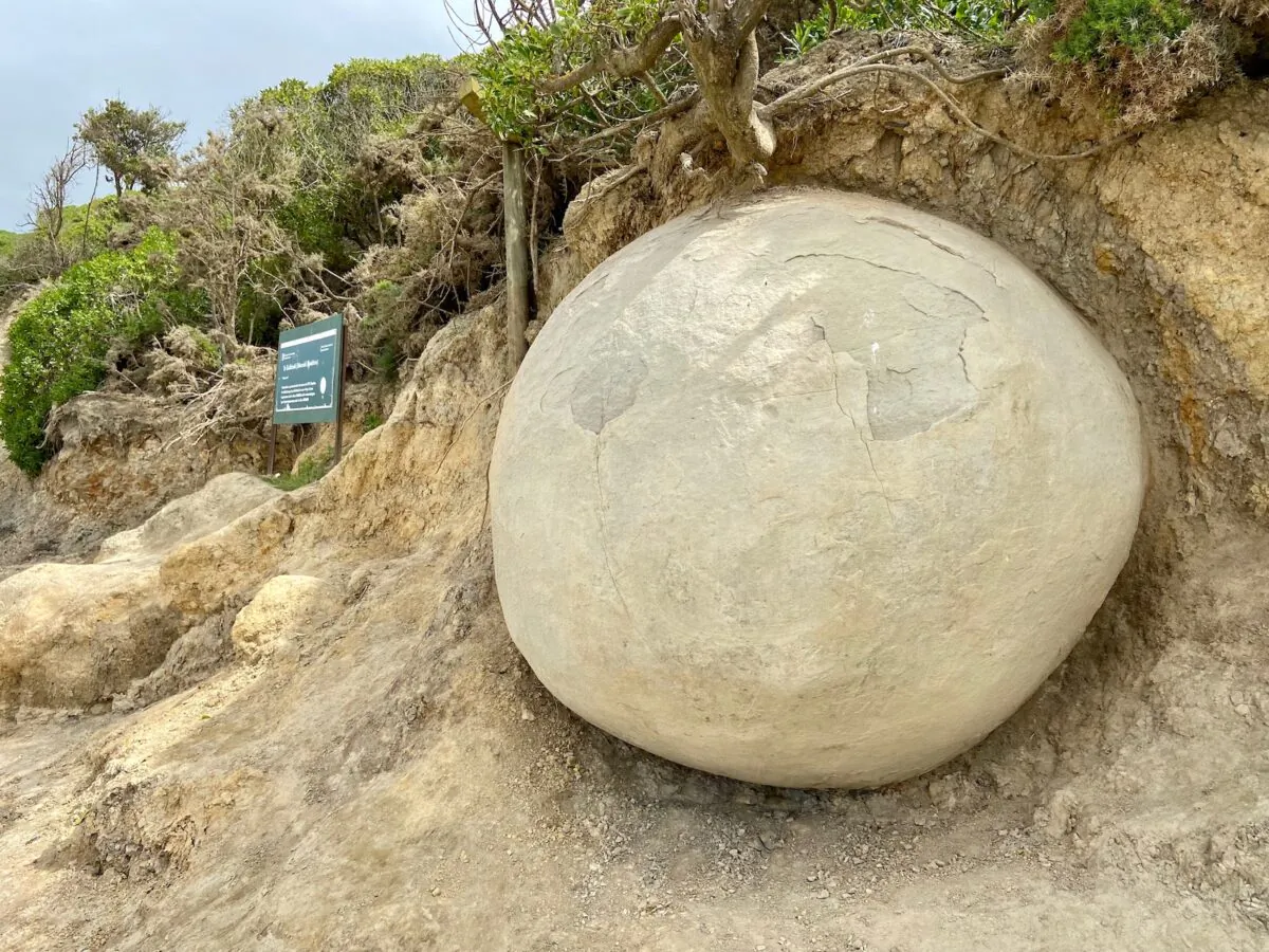 One of the Moeraki Boulders, unusually large spherical boulders spread out along a section of the Otago coast, in New Zealand on Dec. 6, 2022. (Daniel Teng/The Epoch Times)