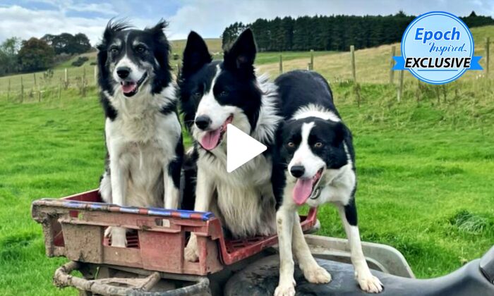 Man Herds 700 Sheep With Help of His Border Collies, and They Just Love Their Job