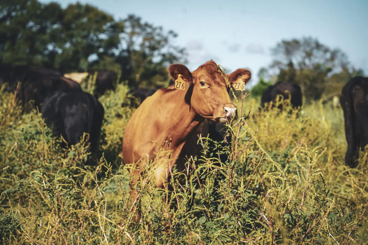 White Oak Pastures’s
regenerative farming
methods are helping
to restore the land’s
biodiversity and
water quality. (Courtesy of Jenni Harris)