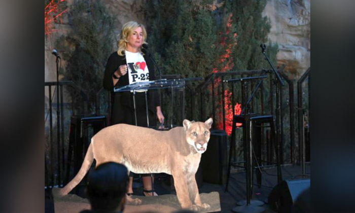 2020 年 3 月 8 日，大洛杉矶动物园协会在洛杉矶动物园举办的“在澳大利亚与我会面”活动旨在造福澳大利亚野生动物救助工作，洛杉矶美洲狮队的加利福尼亚地区总监贝丝·普雷特 (Beth Prett) 在台上发表了当地美洲狮 P-22 的照片讲话.（凯文温特/盖蒂图片社）
