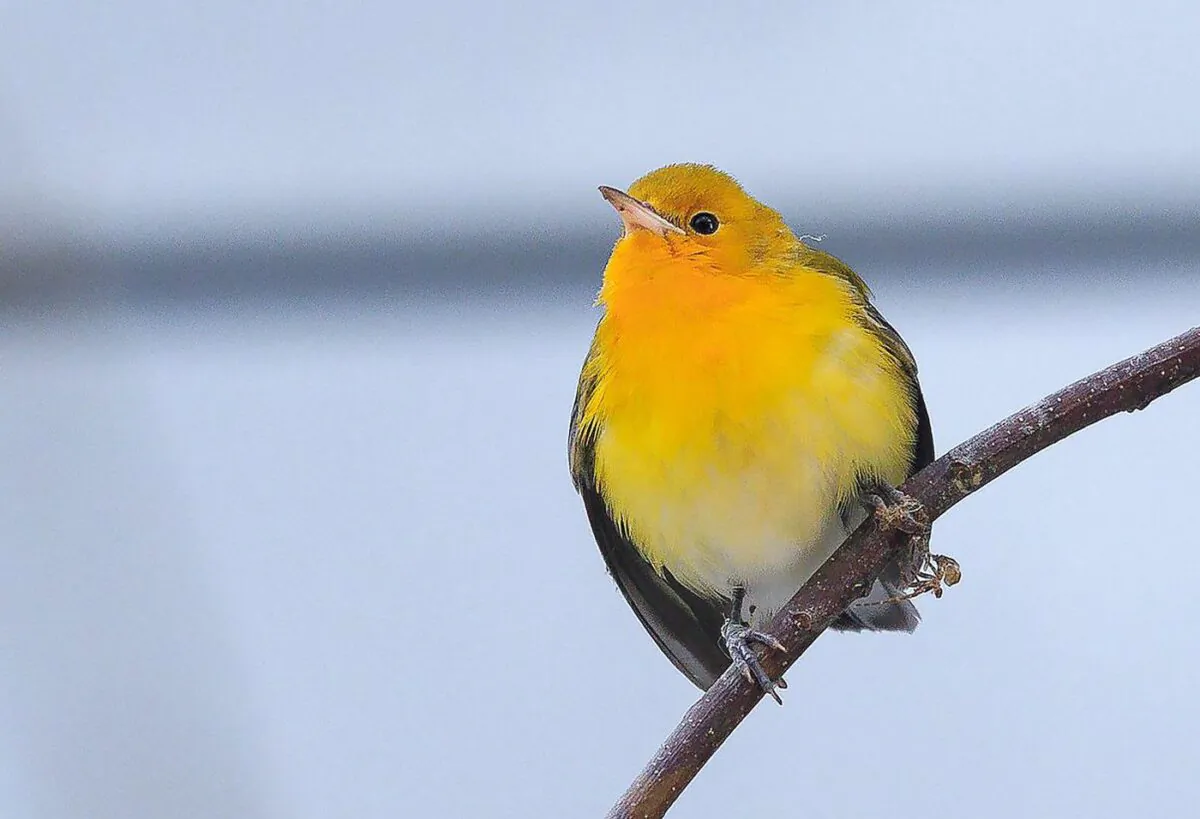 A Prothonotary Warbler is shown in this handout image. (The Canadian Press/HO-Wildlife Rescue Association of BC-Melissa Hafting)