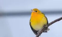 Rescue Group Captures Wrong-Way Warbler That Should Be Wintering Far South