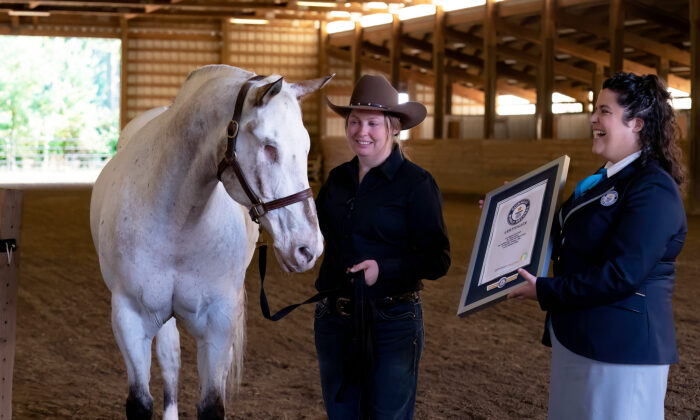 Blind Horse From Oregon Achieves 3 Guinness World Records With Owner’s Undying Support