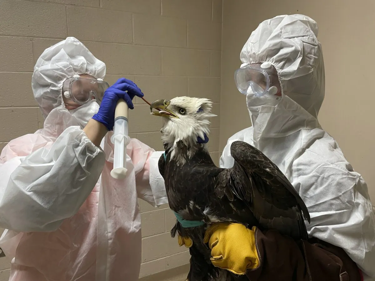 An injured bald eagle is examined and treated at the Wisconsin Humane Society Wildlife Rehabilitation Center in Milwaukee, Wis., in December 2022. (Angela Speed/Wisconsin Human Society via AP)