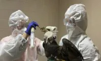 Bald Eagle Found Shot in Wisconsin Dies During Surgery
