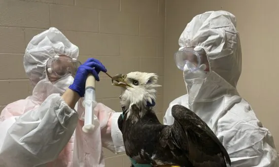 Bald Eagle Found Shot in Wisconsin Dies During Surgery