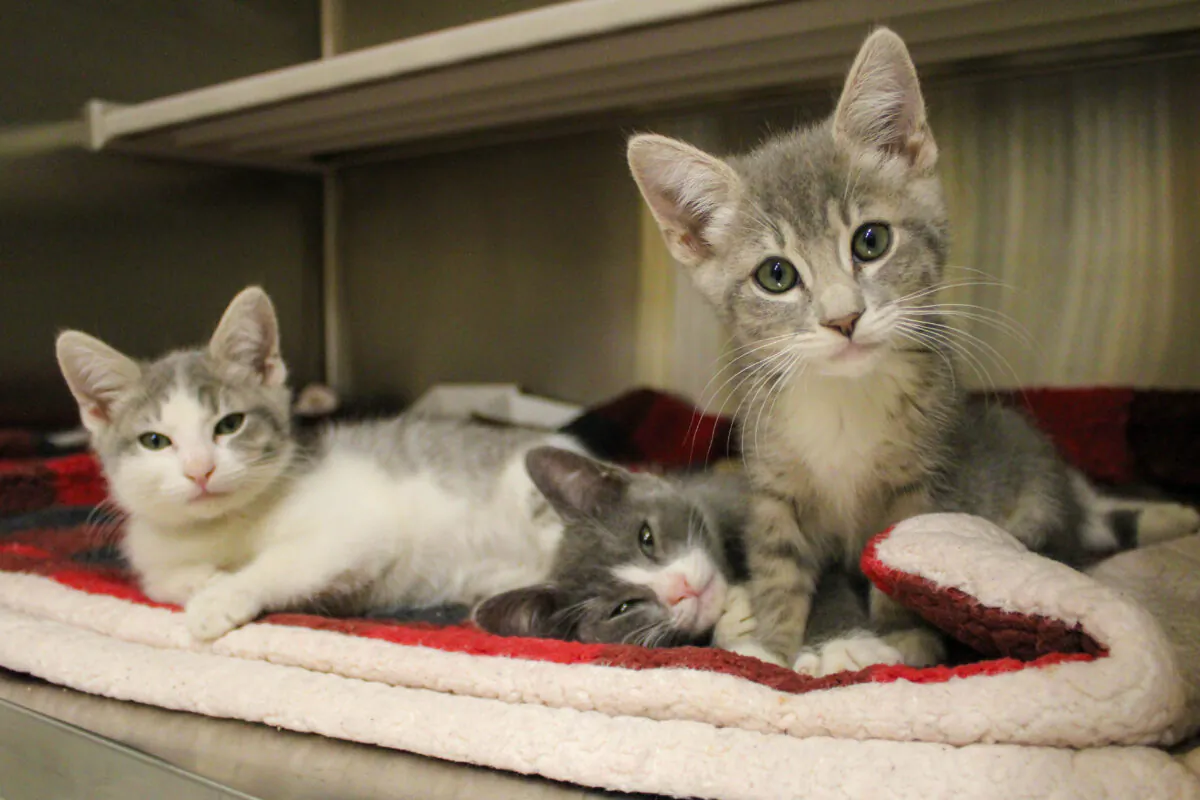 (Courtesy of Orange County Animal Care)