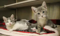 OC Animal Care Is Giving Away Small Pets Through Christmas Eve