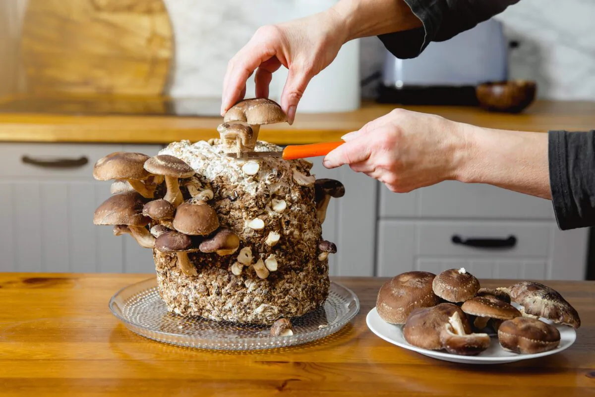 A culinary mushroom growing kit can be a fun and interesting gift for a gardener. (FotoHelin/Shutterstock)