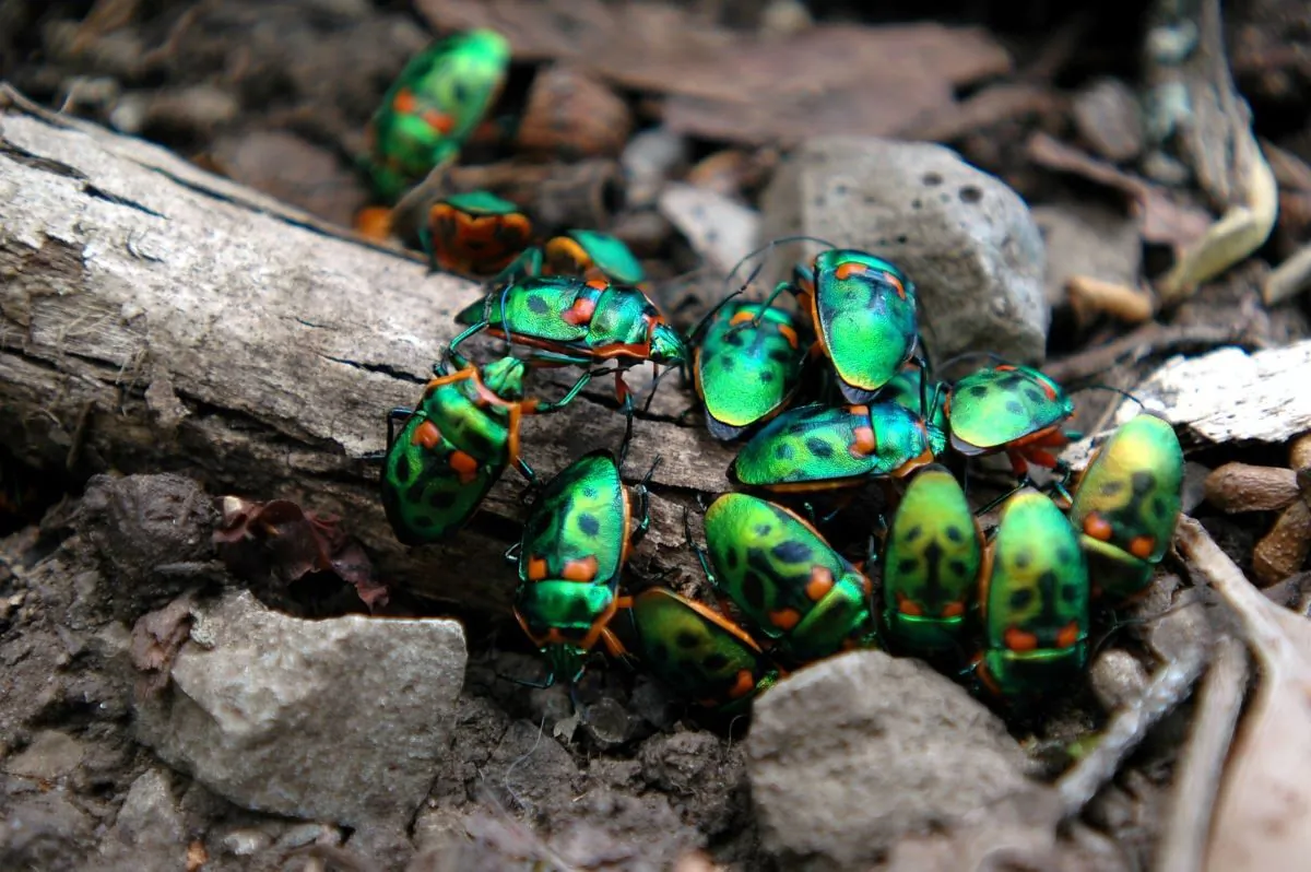 Researchers from the University of Sydney suspect that the iconic Australian Christmas beetle is in decline and are imploring Aussies to assist scientists in a country-wide beetle population count.
(Image supplied by Pixabay)