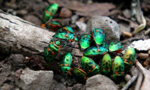 A Unique Feature of the Aussie Christmas May Be in Decline