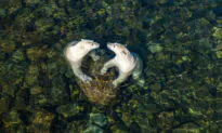 Photographer of the Year Documents How Polar Bears Spend Summer When the Ice Melts in Northern Canada