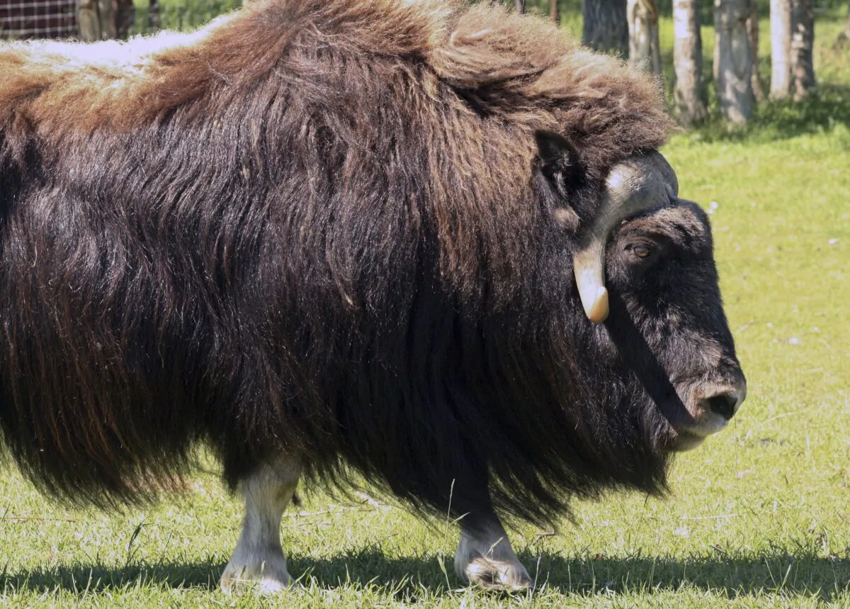 A muskox stands at a specialty farm in Palmer, Alaska on July 9, 2010. (Mark Thiessen/AP Photo)