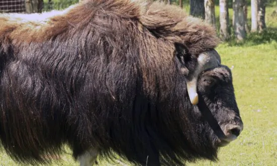 Alaska Law Officer Killed in Muskox Attack Outside His House