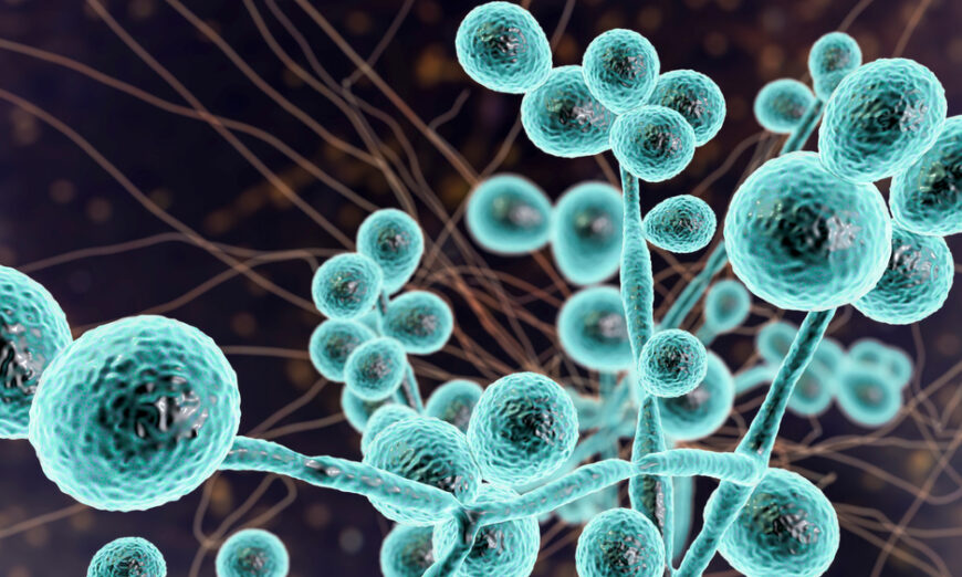 白色念珠菌是一种真菌，存在于口腔、腹部甚至皮肤等地方。  (Kateryna Kon/Shutterstock)