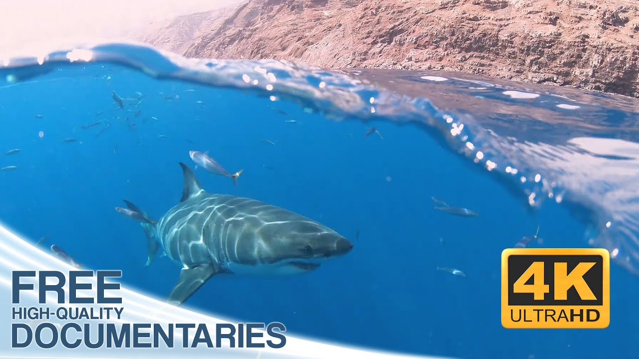 Amazing Insights Into the Fascinating World of Underwater and Shark ...