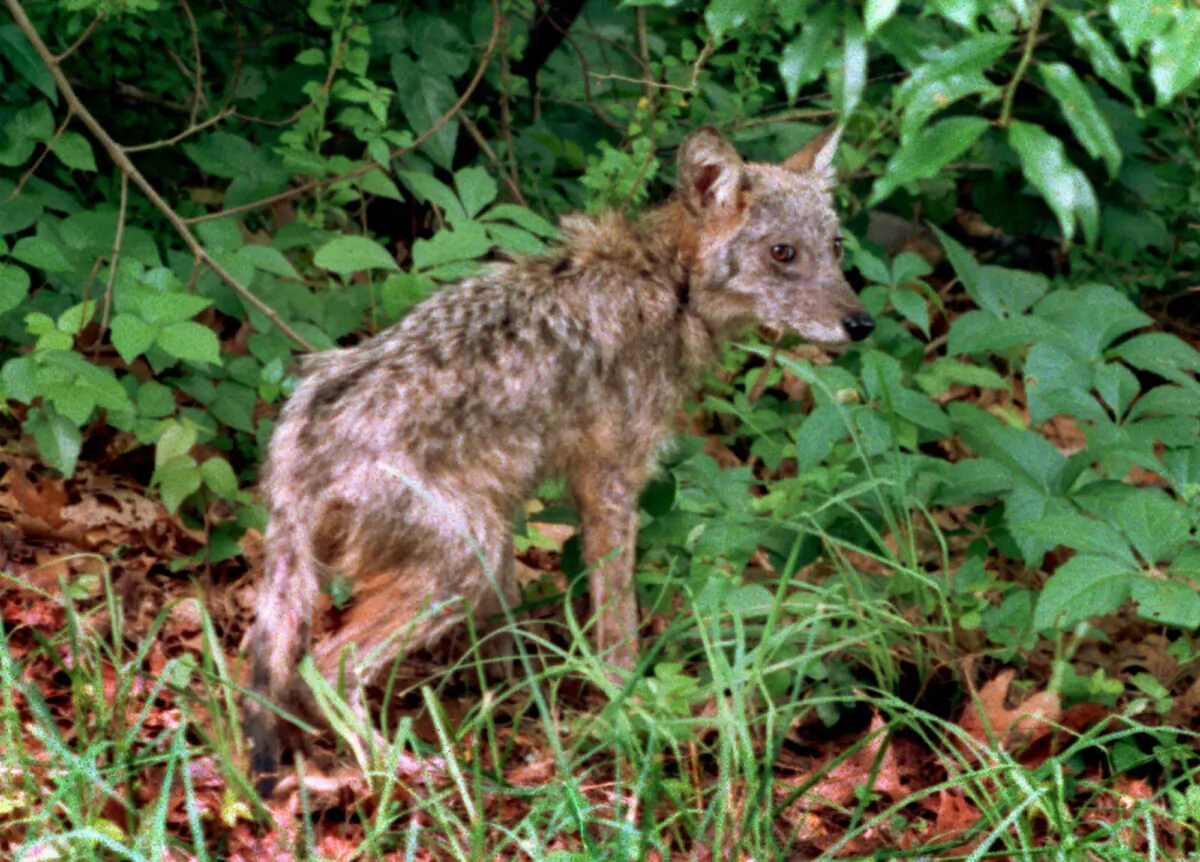 A coyote runs into the woods after crossing a road near a residential neighborhood on Cape Cod in West Falmouth, Mass., on July 15, 1996. (Stephen Rose/Cape Cod Times via AP)