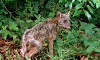 Massachusetts Town Hires Federal Officials to Kill Coyotes