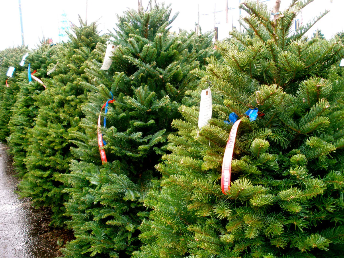 From a fire-safety perspective, if you decide to get a fresh Christmas tree, it's a good thing to purchase it as close to Christmas as possible, especially if you are buying from a pre-cut tree lot. (Dreamstime/TNS)