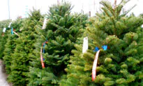 How to Make Sure That Your Christmas Tree Isn’t a Fire Hazard