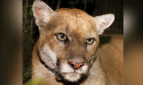 Sold-Out Crowd at Greek Theatre Pays Tribute to Late Mountain Lion P-22